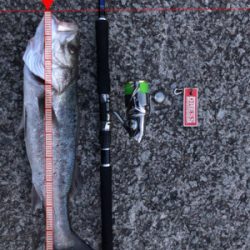 シーバスからのエギング