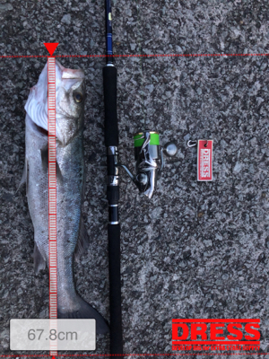 シーバスからのエギング