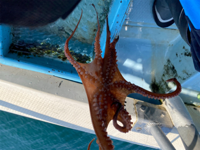 タコ釣り　　釣船きもと