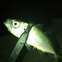 アジ釣れた(^｡^)