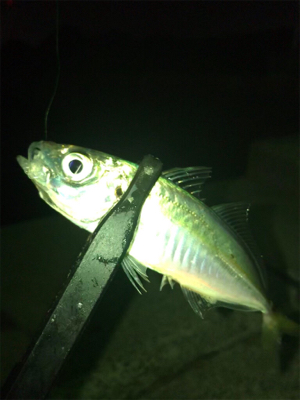 アジ釣れた(^｡^)