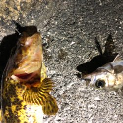 メバルさんありがとう