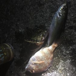 跡ノ浦でウキ釣り