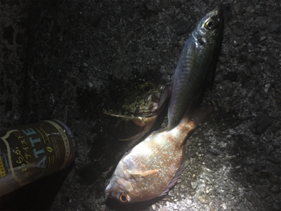 跡ノ浦でウキ釣り