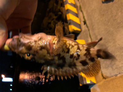 爆風メバリング