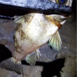 久々のエサ釣り