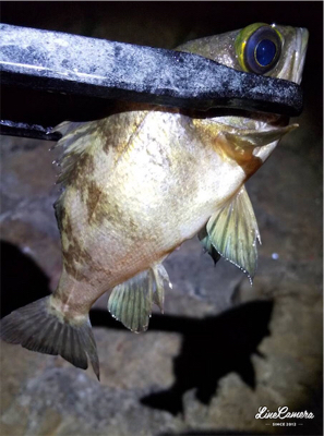 久々のエサ釣り