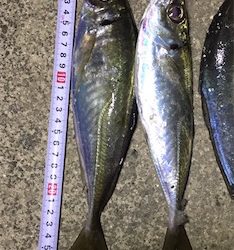 アジング 少し遠征