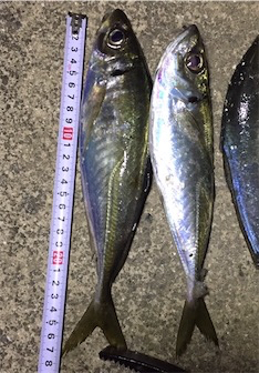 アジング 少し遠征