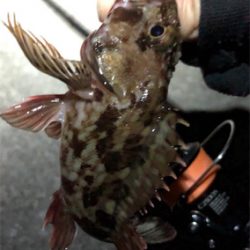 とあるド干潮の遊魚達