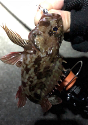 とあるド干潮の遊魚達