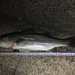 １バイト１キャッチ