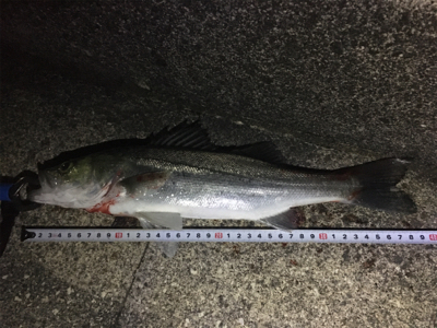 １バイト１キャッチ