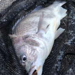 サンキャッチイチバラシ