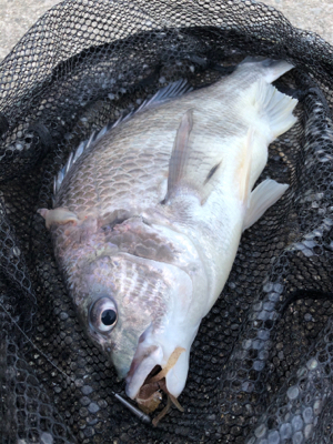 サンキャッチイチバラシ