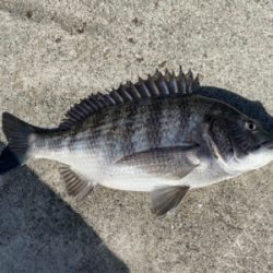 ダンゴ釣りでハネ??