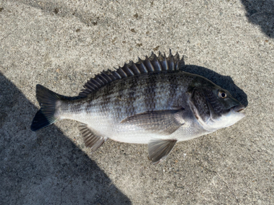 ダンゴ釣りでハネ??