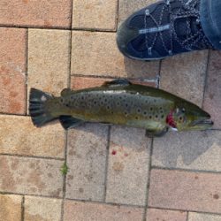 服部緑地再会 ルアーは初心者には地獄ですよ。