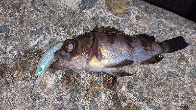 プラグでメバル