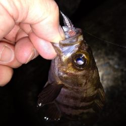 ナイトメバリング