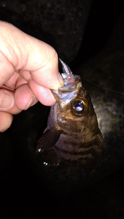 ナイトメバリング