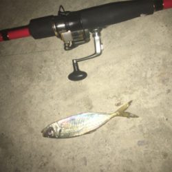 アジがいっぱい！