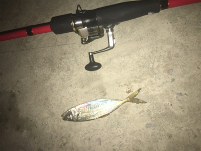 アジがいっぱい！