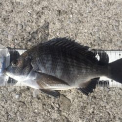 重富港 チヌ 沈め釣り