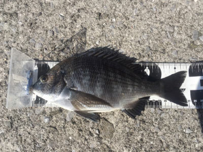 重富港 チヌ 沈め釣り