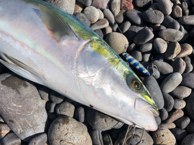 田辺　文里港〜煙樹ヶ浜