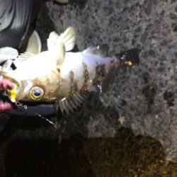 明石メバリング