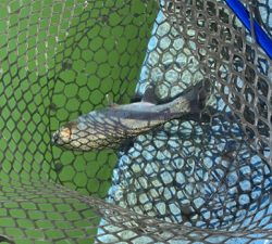 プールフィッシング