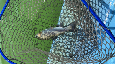 プールフィッシング