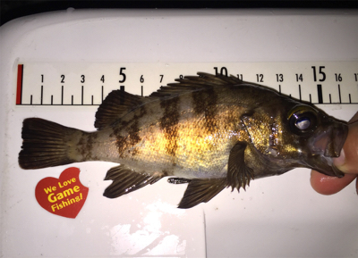 初の泉南メバルゲーム