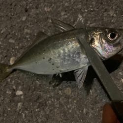 自己ベストアジ！