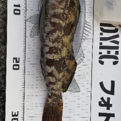 出ましたポン級