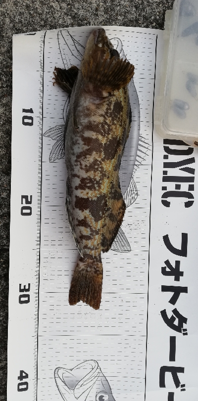 出ましたポン級