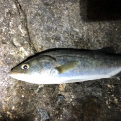 シーバス?セイゴ?