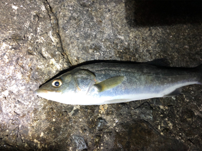 シーバス?セイゴ?