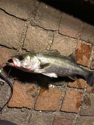 シーバス釣行！