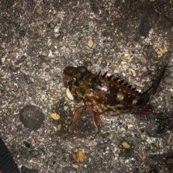 カサゴしか釣れない