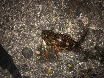 カサゴしか釣れない