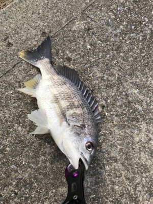 諦めかけに釣れる説