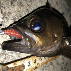 2020ライトゲーム第11戦