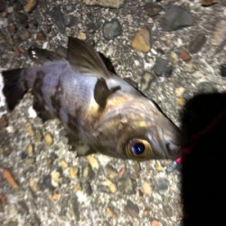 フロートゲーム