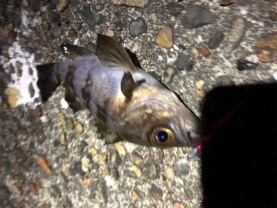 フロートゲーム