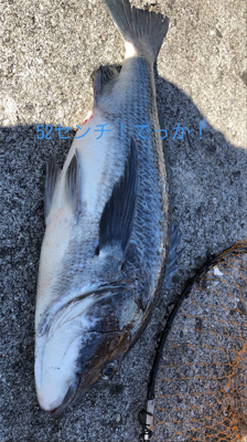 アジング、フカセ釣り