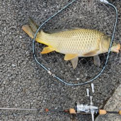 野池　カープ釣り