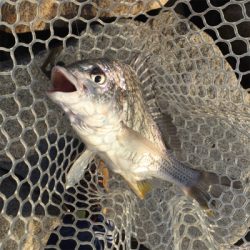 淀川ブリームゲーム