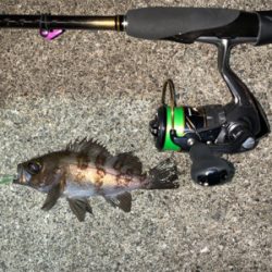 メバルプラッキング